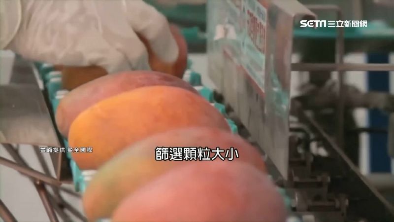 夏雪芒果、透紅佳人　「外銷」價翻倍