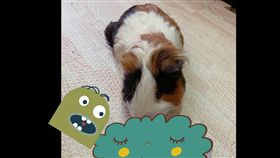 天竺鼠,寵物,鈔票,被吃,呆萌,主人