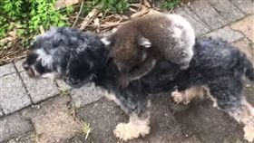 無尾熊,狗狗,誤認,主人,可愛,澳洲