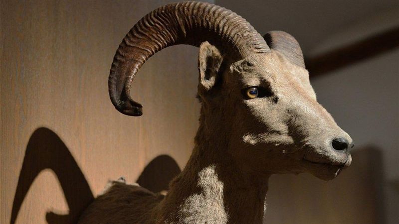 動物標本多雄性　疑因男性主導採集