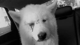 中國吉林市日前發生一起虐狗案，只因寵物薩摩耶犬在家隨地大小便，遂遭主人爆打成傷，眼角血跡斑斑，讓人看了相當心疼，愛狗的鄰居見狀，趕緊將狗狗送醫治療。據悉，事後主人想要回狗，遭正義營救的鄰居強烈拒絕，認為狗狗如果再回到主人身邊很難確保牠的生命安全。（圖／翻攝自吉林微資訊微博）