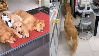 怕狗顧客來了！暖心黃金汪排隊閃退
