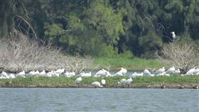 嘉義縣,候鳥季來臨,黑面琵鷺,賞鳥,環境教育(圖/中央社)