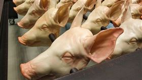 非洲豬瘟,中國,防疫失控,官僚漏洞,傳染(圖/中央社)