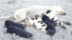 南韓,首爾市,面停止屠狗,禁吃,狗肉(圖/中央社)