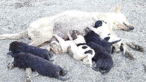 吃狗肉漸成禁忌　首爾市全面停止屠狗