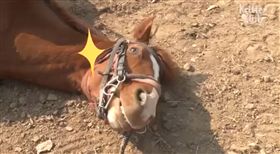 耍賴,馬,懶惰(圖/翻攝自Frasisco Zalasar FB)