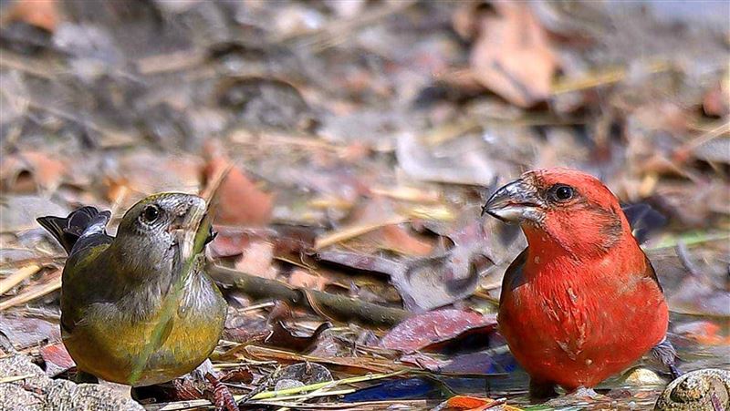澎湖再見新鳥種　稀少紅交嘴雀過境