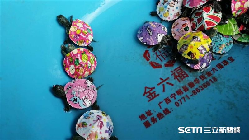 獨／新品種？中國驚見「卡通巴西龜」
