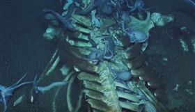 深海,鯨魚,章魚,鯨落,美國,加州。(圖/翻攝自YOUTUBE)