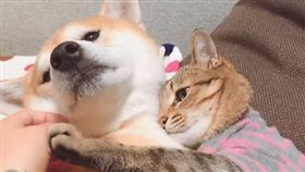 貓與狗。（圖／翻攝自@halu4809 IG）