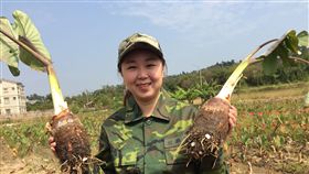金門縣,列噢,芋頭季,古寧頭戰役,軍事氣息(圖/中央社)