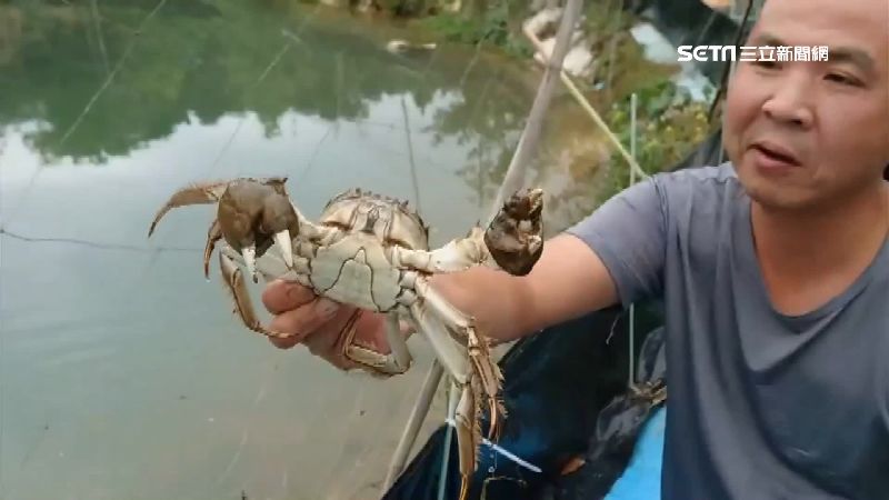 湧泉養殖大閘蟹　霜降時節品嚐肥美蟹