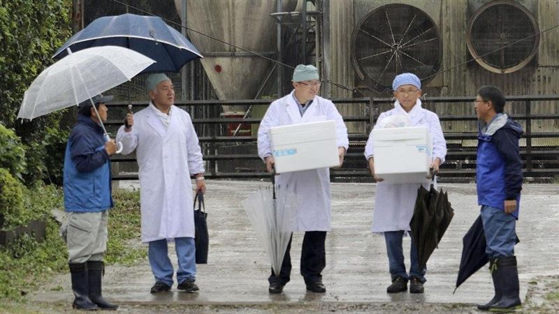 日本防豬瘟擴散　隔13年再施打疫苗