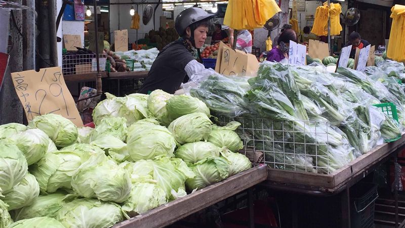 高麗菜盛產　雲林農民開放採收十元賣
