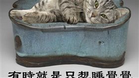 圖／翻攝自故宮精品臉書,貓跟古代瓷器互動