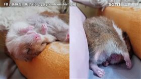 黃金鼠睡到ㄎㄧㄤ掉整團滾落　倒頭栽睡姿萌翻網友