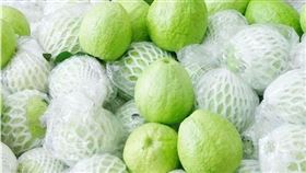 農委會,台灣芭樂,輸往,美國,工作計畫,已簽署(圖/中央社)