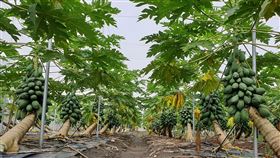 高雄,農業改良場,研發,木瓜,智慧化防災系統(圖/高雄區農改場提供)中央社