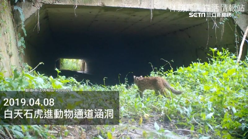 破案！38台石虎相機遭竊　警逮兩嫌