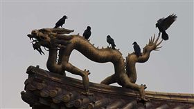 故宮烏鴉