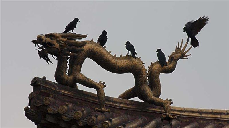 故宮屋頂沒鳥屎？專家：這個味道…