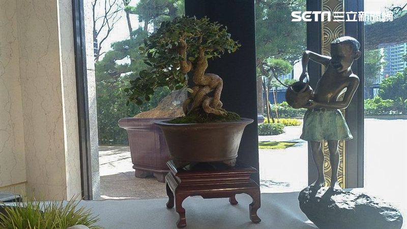 這棵樹要價千萬？ 市長都跑來中悦看