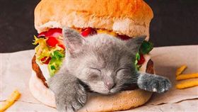 圖／翻攝自IG,貓咪萌樣