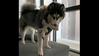 二哈狂破壞　找溝通師牠僅回5字崩潰