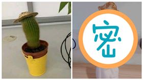 仙人掌,翻攝自PTT