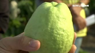 用牛奶、豆漿灌溉！台灣芭樂將銷美