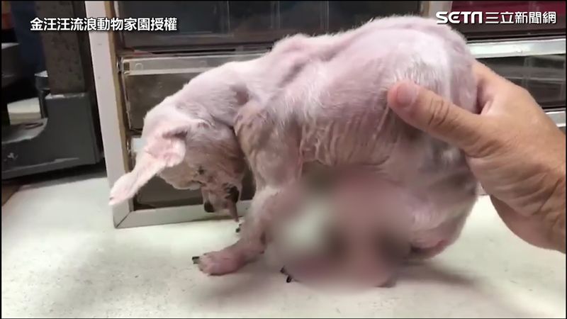 種狗脊椎彎曲變形  狠遭繁殖場丟棄
