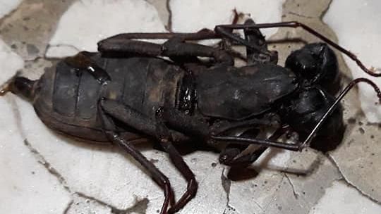 進家門踩到「異形生物」　她背後發麻