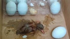 鴨子,小鴨,鴨蛋,爆廢公社
https://www.facebook.com/groups/644810635665586/