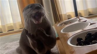 水獺愛哪種貝類　這個讓牠一臉崩潰