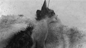 新竹,虐貓,動保法,平底鍋,撒鹽