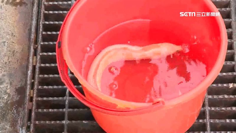 八斗子現罕見錢鰻　一身潔白宛如白蛇