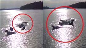 影／他帶3愛犬到湖遊玩　鱷魚浮出水面活吞（圖／翻攝自Woyan-Min Bio-Cultural Project Aurukun YouTube）