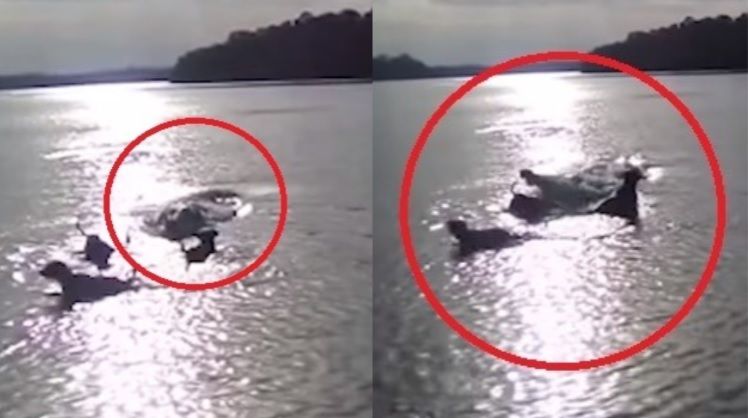 鱷魚浮出活吞愛犬　他錄死亡瞬間崩潰
