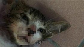 新竹,虐貓,動保法,平底鍋,撒鹽