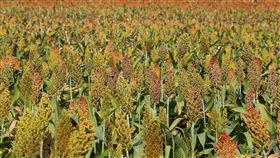 金門高粱7月底爆發大面積秋行軍蟲入侵疫情，農委會防檢局日前表示，秋行軍蟲防治率現均可達8成以上，目前金門高粱已陸續採收，截至24日收成面積近200公頃，每公頃產量可達1700公斤，接近過往高粱栽培最高產量。（金門縣政府提供）中央社記者楊淑閔傳真　108年10月28日