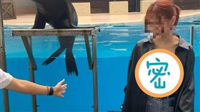 海洋公園,海獅,正妹（圖／翻攝自加藤軍路邊隨手拍臉書）