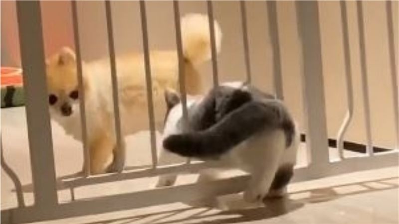 小肥貓想越獄！鑽間隙秒卡肥臀網笑翻