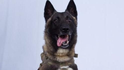 突襲巴格達迪立大功！軍犬萌照曝光