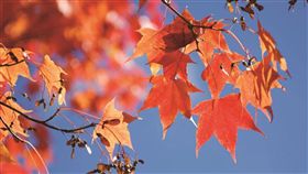 阿里山楓紅了（1）林務局嘉義林區管理處表示，阿里山國家森林遊樂區的青楓、紅榨槭等變色葉植物，已開始慢慢由黃變紅，換上黃、綠、橘、紅等繽紛的新裝，園區逐漸進入賞楓期。（林管處提供）中央社記者蔡智明傳真  108年10月29日