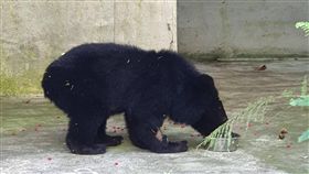 台東利稻小熊　部落族人取名Litu（1）暫移至特有生物研究保育中心照養的利稻小熊，利稻部落族人將小熊取名Litu，布農族語的意思為枇杷。圖為小熊在特生中心情形。（台東林管處提供）中央社記者李先鳳傳真　108年10月29日