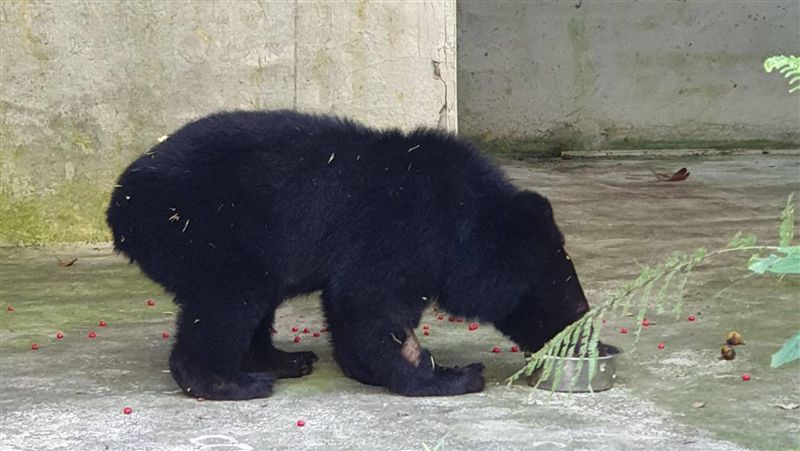 台東利稻小熊　部落族人取名Litu