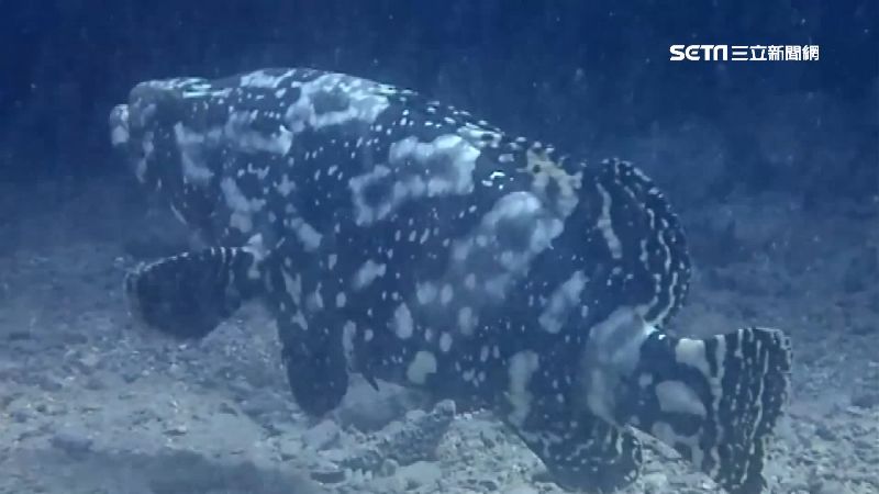 龍虎斑侵保育區　海科館發布獵龍行動