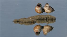 關渡國際自然藝術季論壇  跨域多元保育關渡國際自然藝術季11月1日至3日將在關渡自然公園舉辦「交叉點－藝術、教育、科學跨域合作論壇」，邀請3大領域專家與實際工作者專題演講，分享自然保育多元觀點。（台北市動保處提供）中央社記者黃麗芸傳真  108年10月29日