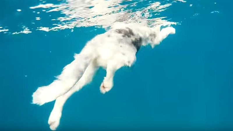 愛犬引群鯊包圍…主人霸氣持魚叉反擊